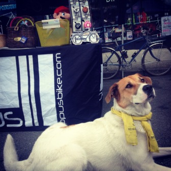 denman bike shop cute dog